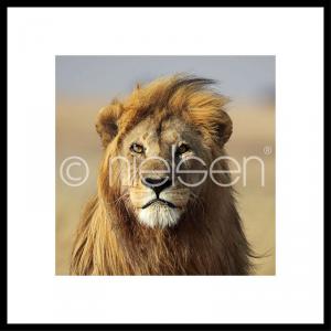 Foto leone con cornice in alluminio C2